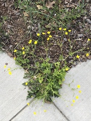 Ranunculus fascicularis