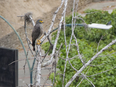 Rupornis magnirostris