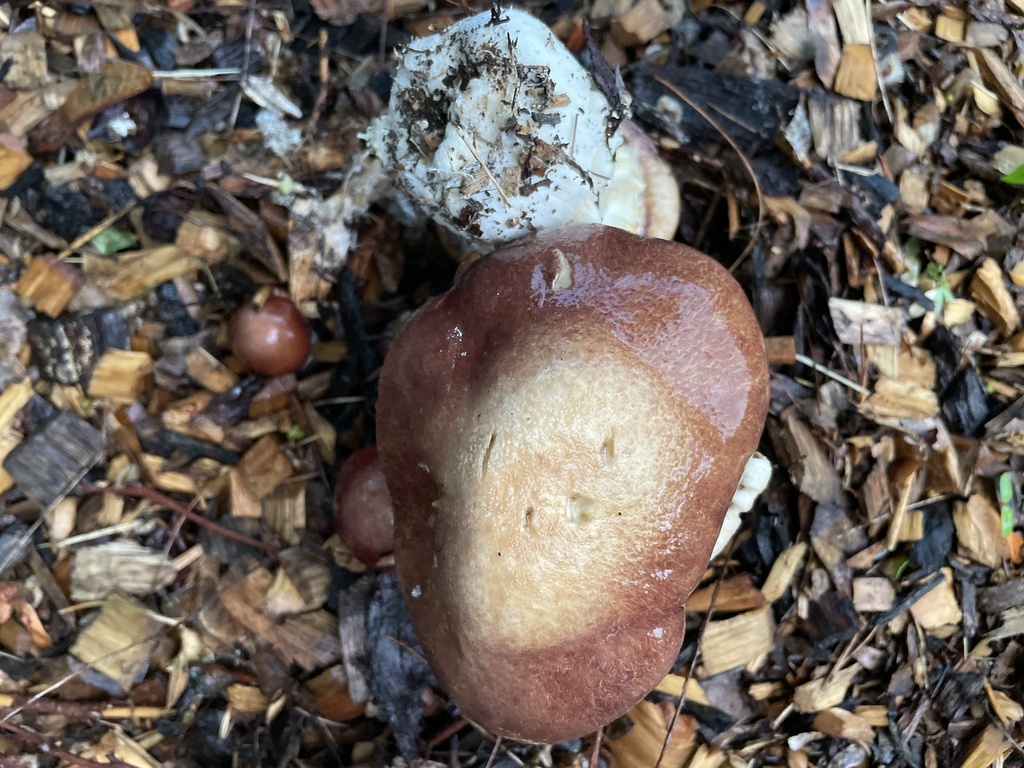 Wine-cap Stropharia · May 2026 · photo: Photo: no rights reserved · iNaturalist