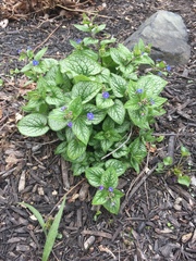 Brunnera macrophylla