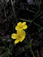 Ranunculus fascicularis