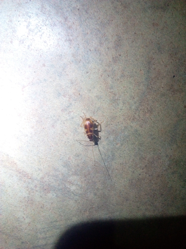 Brown-banded Cockroach
