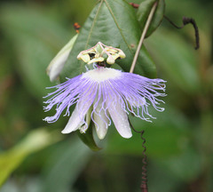 Passiflora garckei