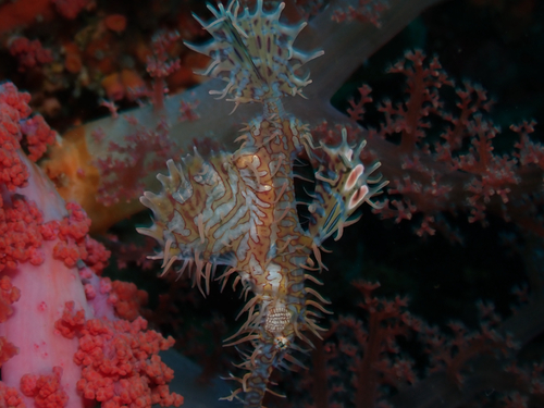 Solenostomus paradoxus