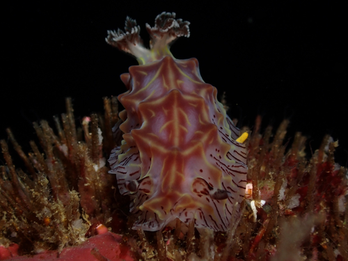 Halgerda willeyi