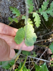 Lithophragma bolanderi