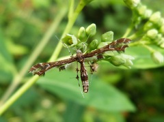 Geina periscelidactylus