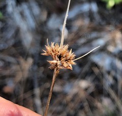 Rhynchospora fascicularis