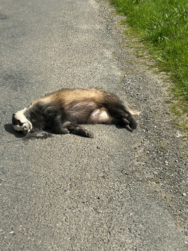 European Badger