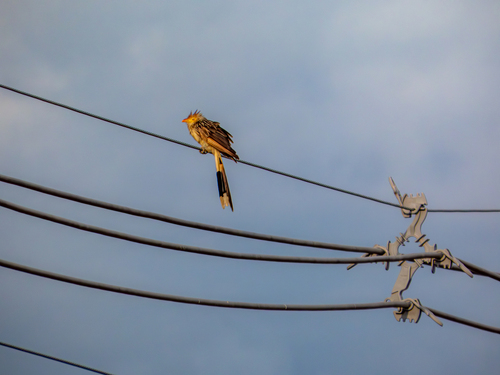 Guira Cuckoo