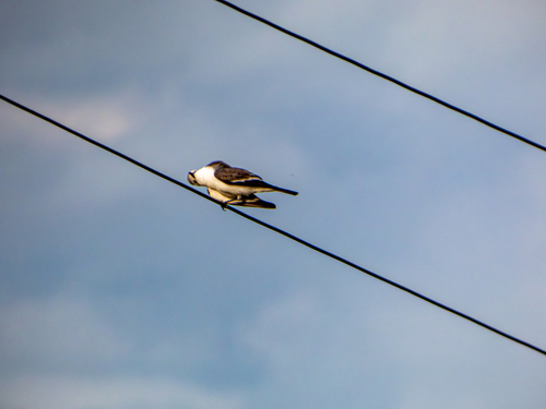 White-rumped Monjita
