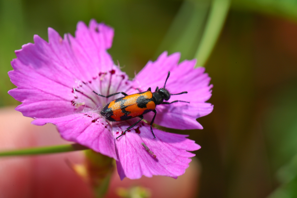 Mylabris pusilla
