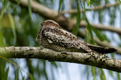 Common Nighthawk (Chordeiles minor), photo 8