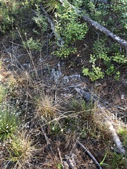 Rhynchospora fascicularis