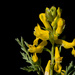 Golden Corydalis - Photo no rights reserved