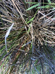 Rhynchospora fascicularis