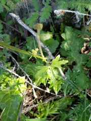 Lithophragma bolanderi