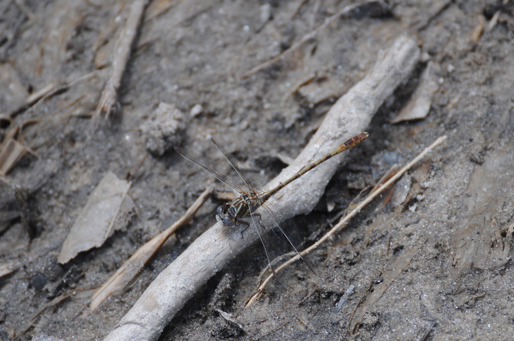 Progomphus intricatus
