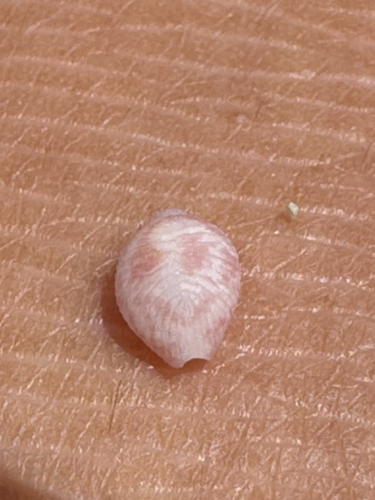 Purpurcapsula exigua