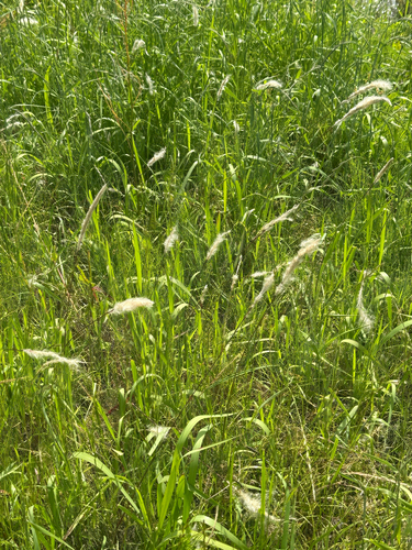 Cogon Grass