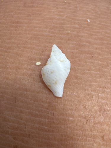 Maculastrombus maculatus