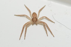 Philodromus dispar