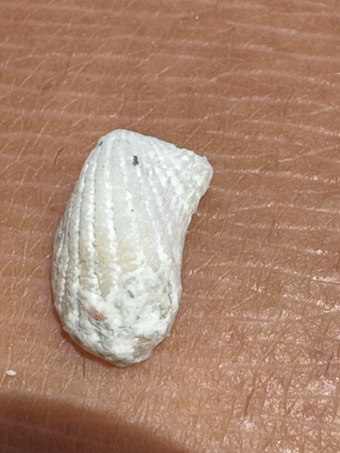 Cardita variegata