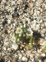 Linanthus maculatus