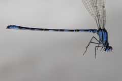 Argia elongata