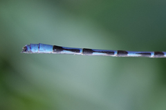 Argia elongata