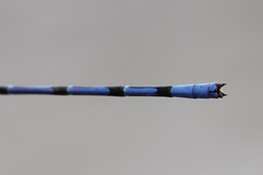 Argia elongata