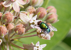 Lucilia illustris