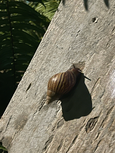African Giant Snail