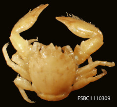 Striped Porcelain Crab