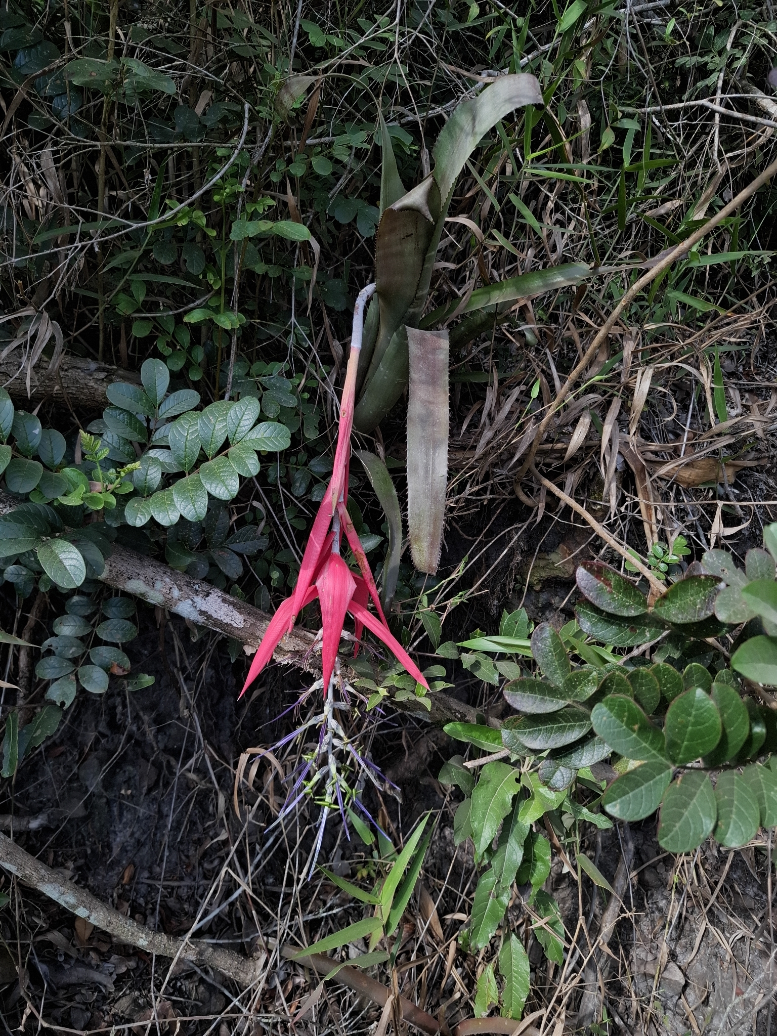 Billbergia porteana