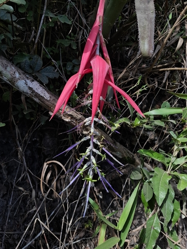 Billbergia porteana, photograph 2