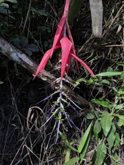 Billbergia porteana, photograph (c) Fabricio Carvalho da Silva, some rights reserved (CC BY)