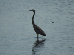 Ardea herodias