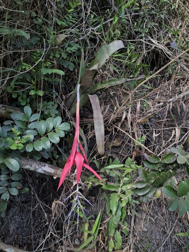Billbergia porteana, photograph 3