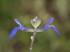 Salvia chamaedryoides