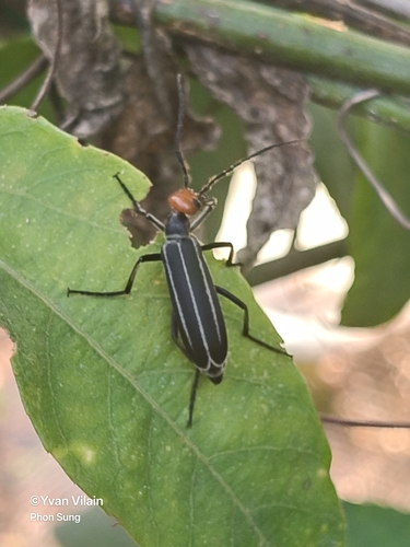 Epicauta waterhousei