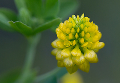 Trifolium aureum