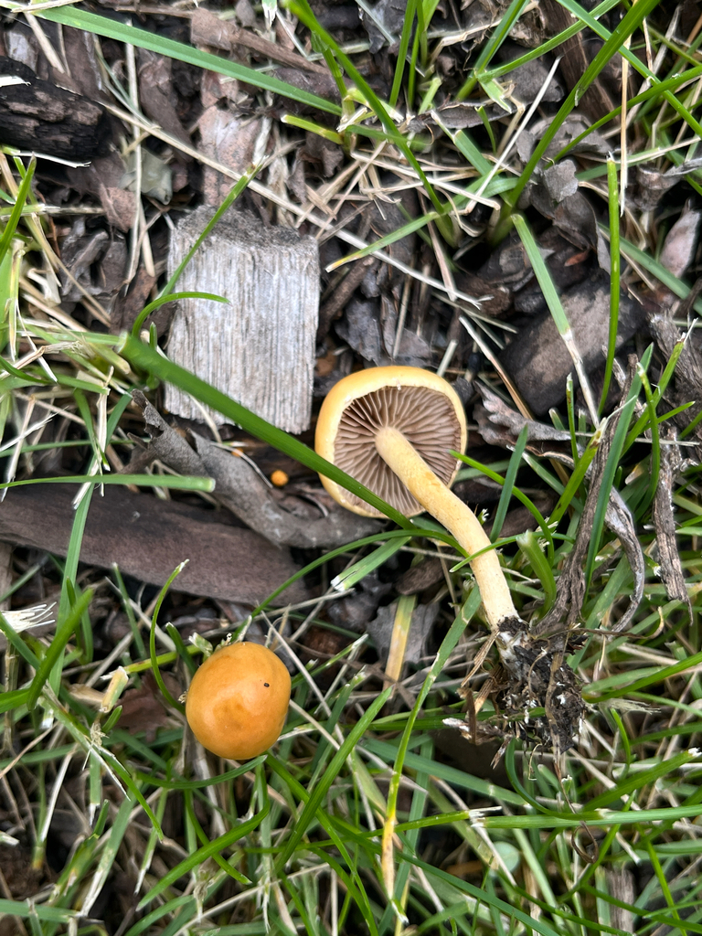 Common Fieldcap · May 2026 · photo: Photo: (c) Sierra Weir, some rights reserved (CC BY) · iNaturalist