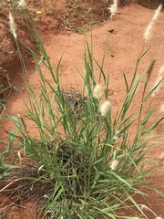 Enneapogon cenchroides