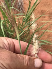 Enneapogon cenchroides