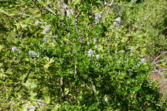 Ceanothus