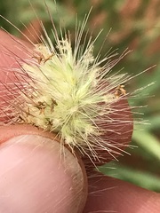 Enneapogon cenchroides