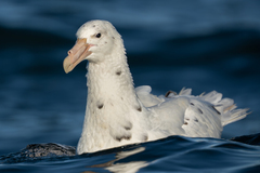 Southern Giant Petrel photo 2