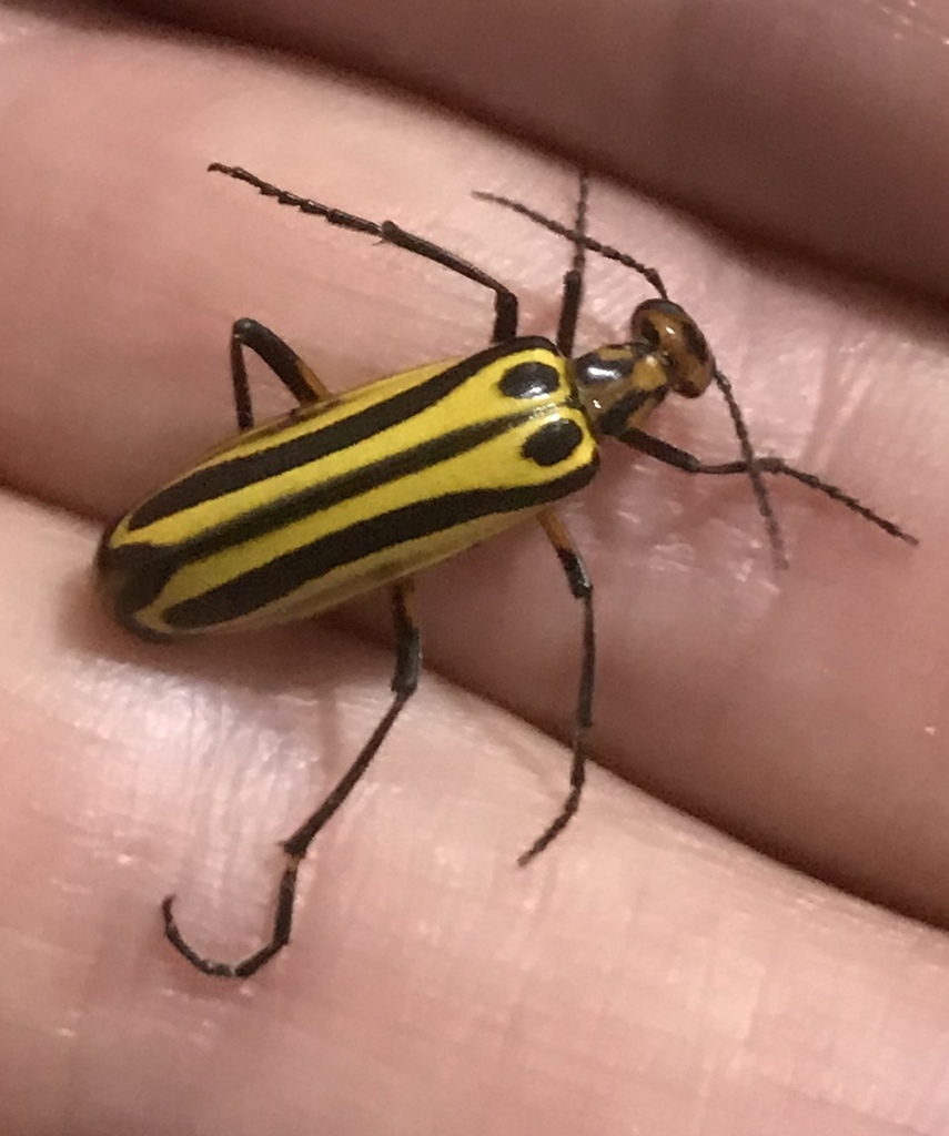 Pyrota vittigera