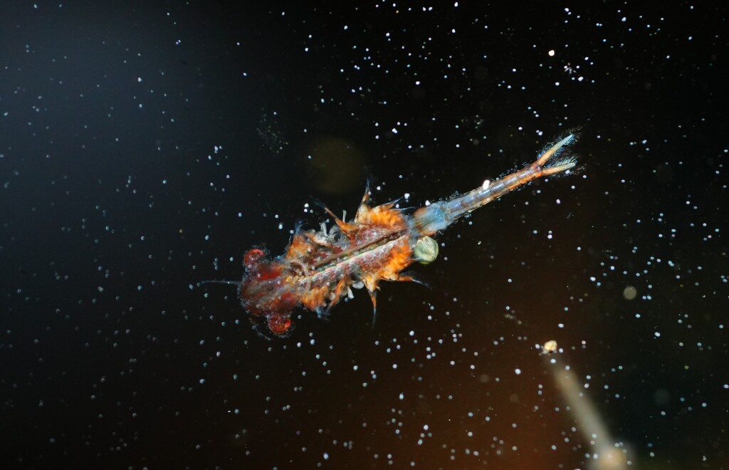 Holman fairy shrimp